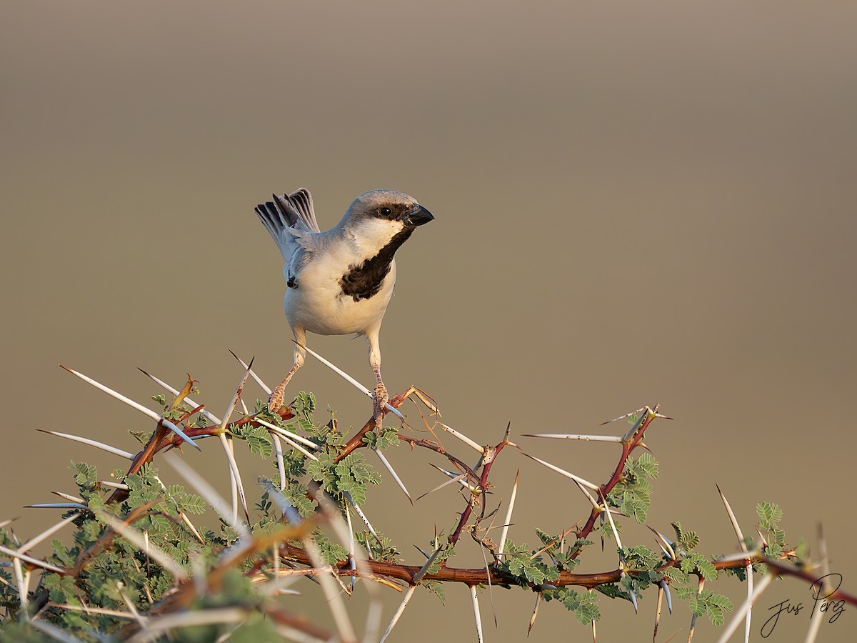 vrabec pouštní - ML645175402