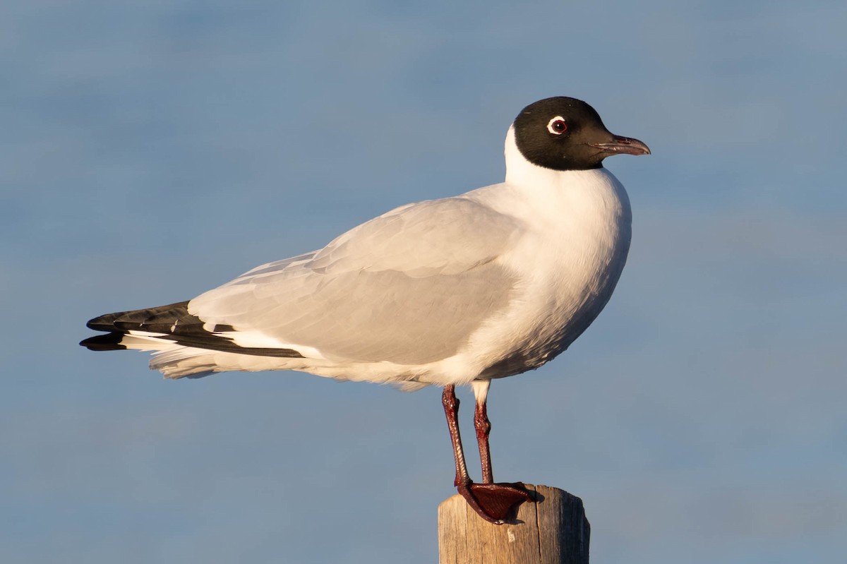 Andean Gull - ML645175410