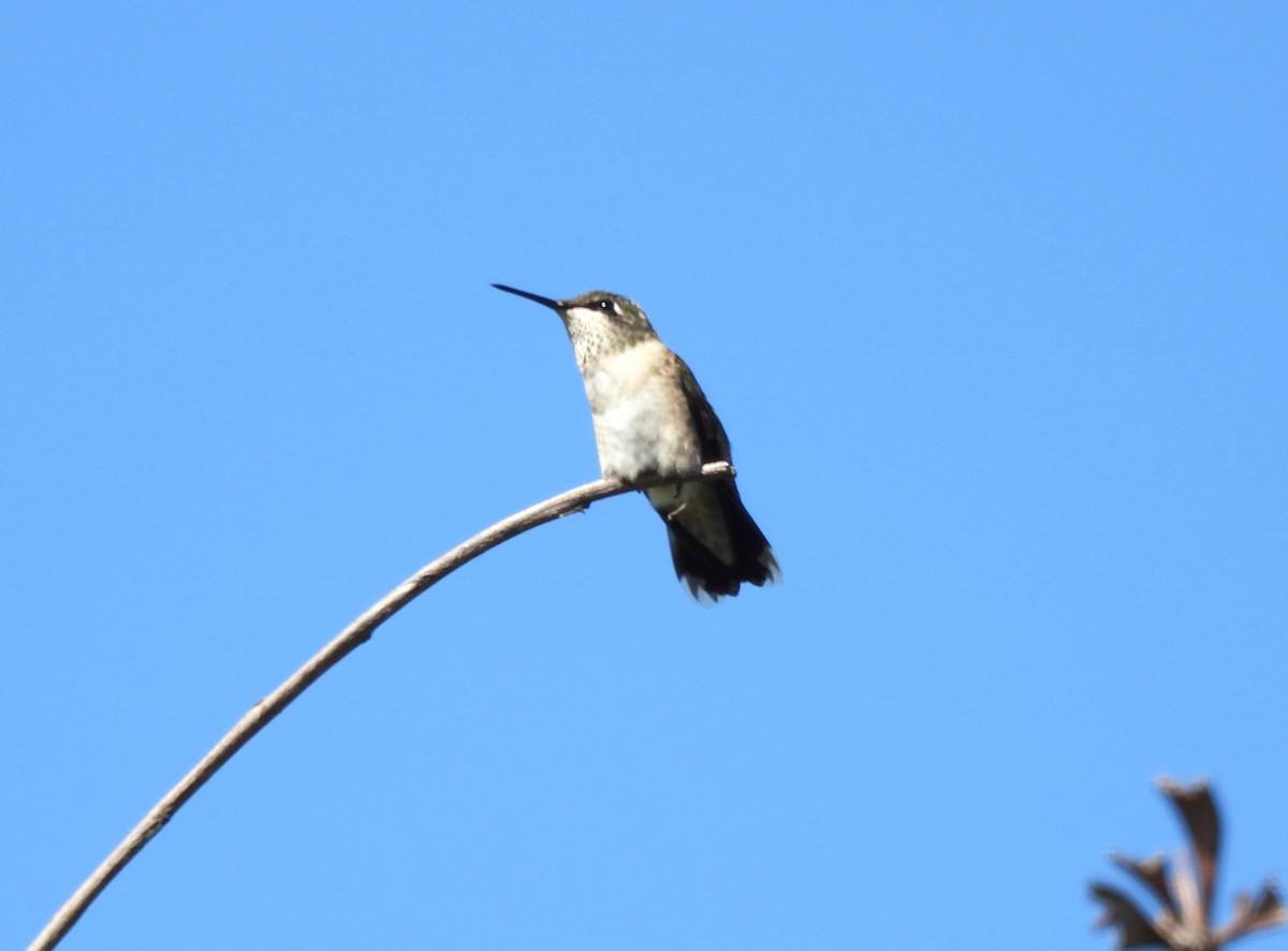 Колібрі рубіновогорлий - ML645175412