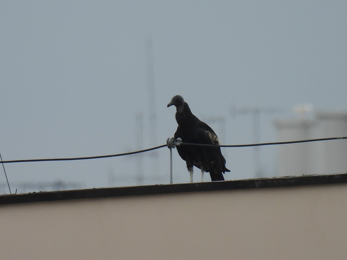 Катарта чорна - ML645175424