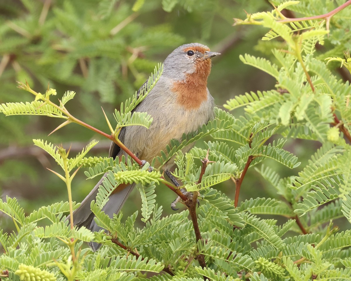 Tamarugo Conebill - ML645175429