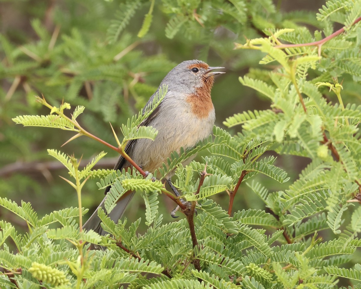 Tamarugo Conebill - ML645175430