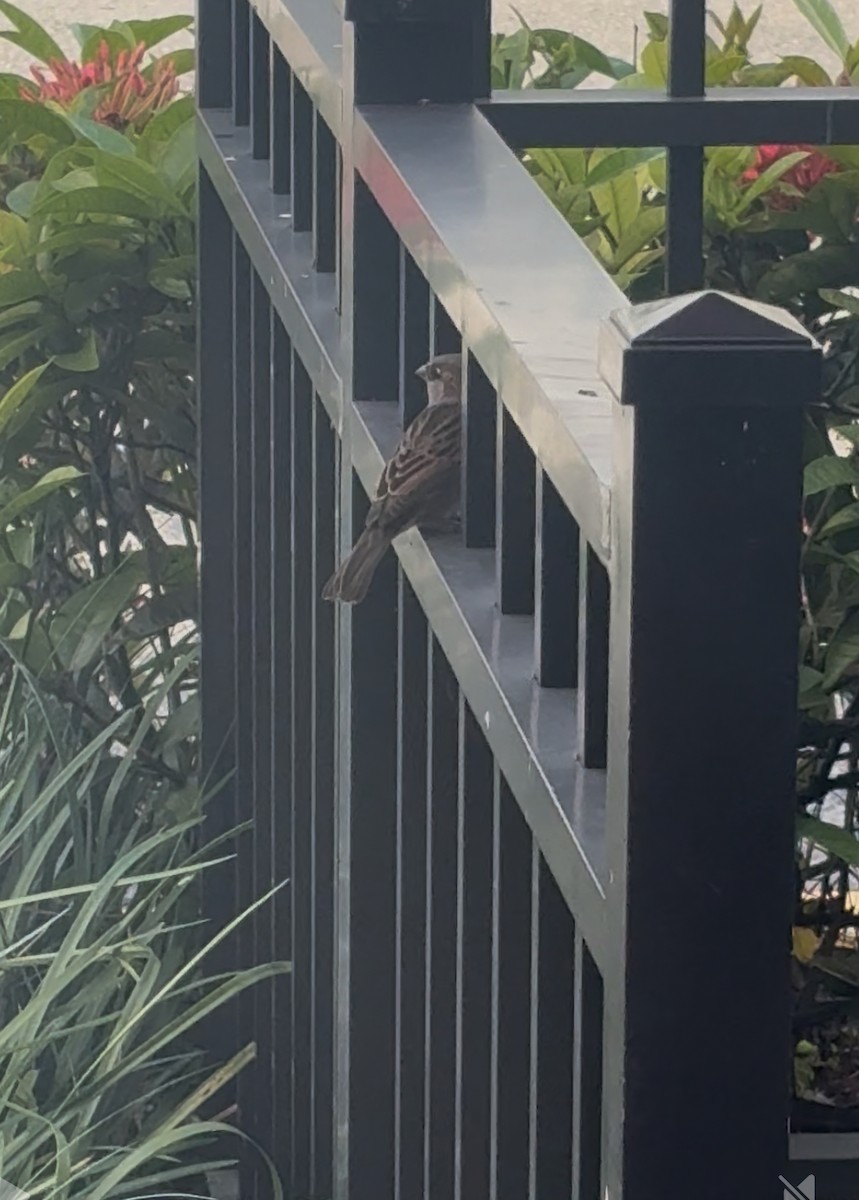 דרור הבית - ML645175463