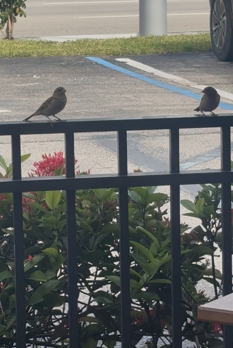 דרור הבית - ML645175464