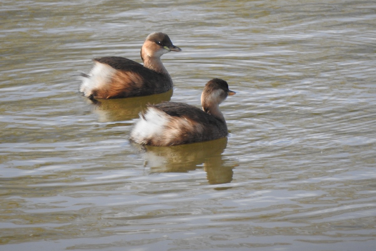 Little Grebe - ML645175480