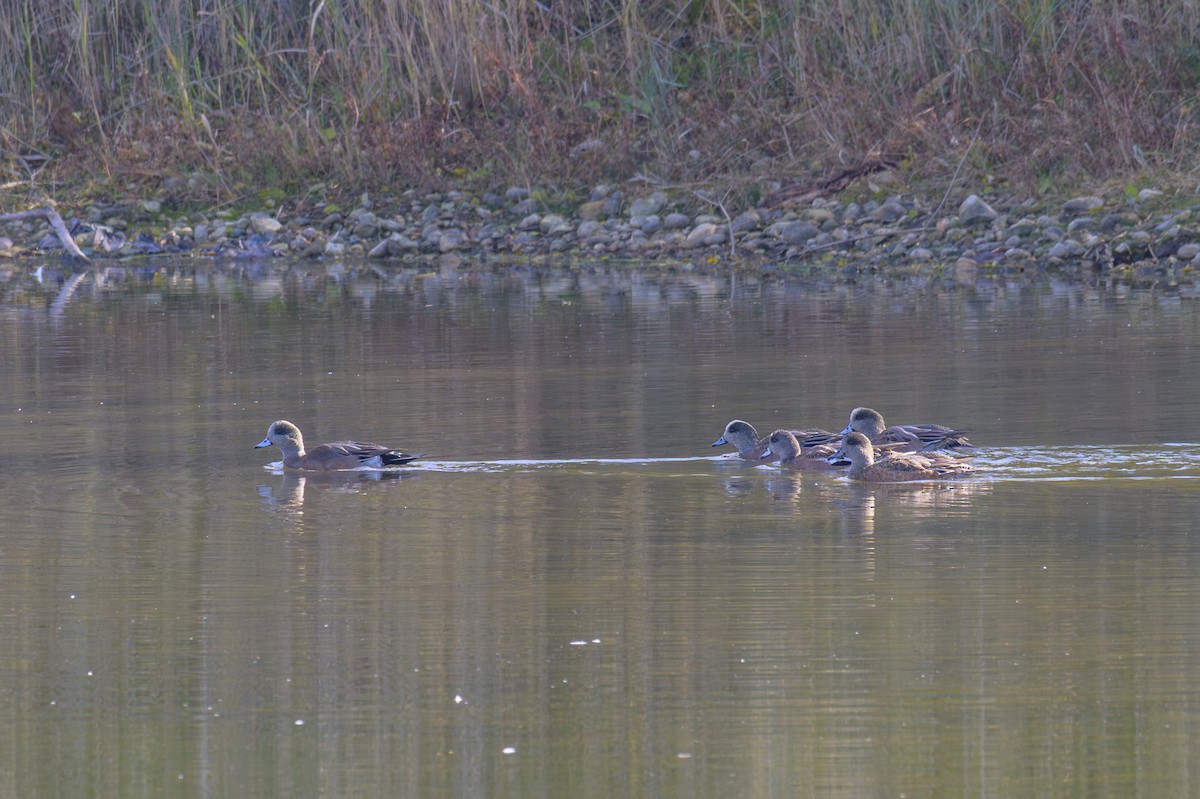 American Wigeon - ML645175490