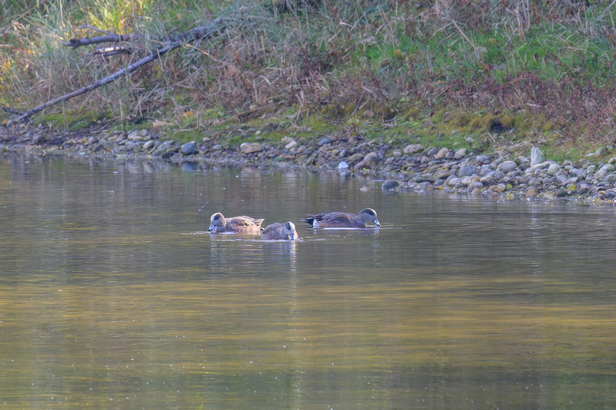 American Wigeon - ML645175491