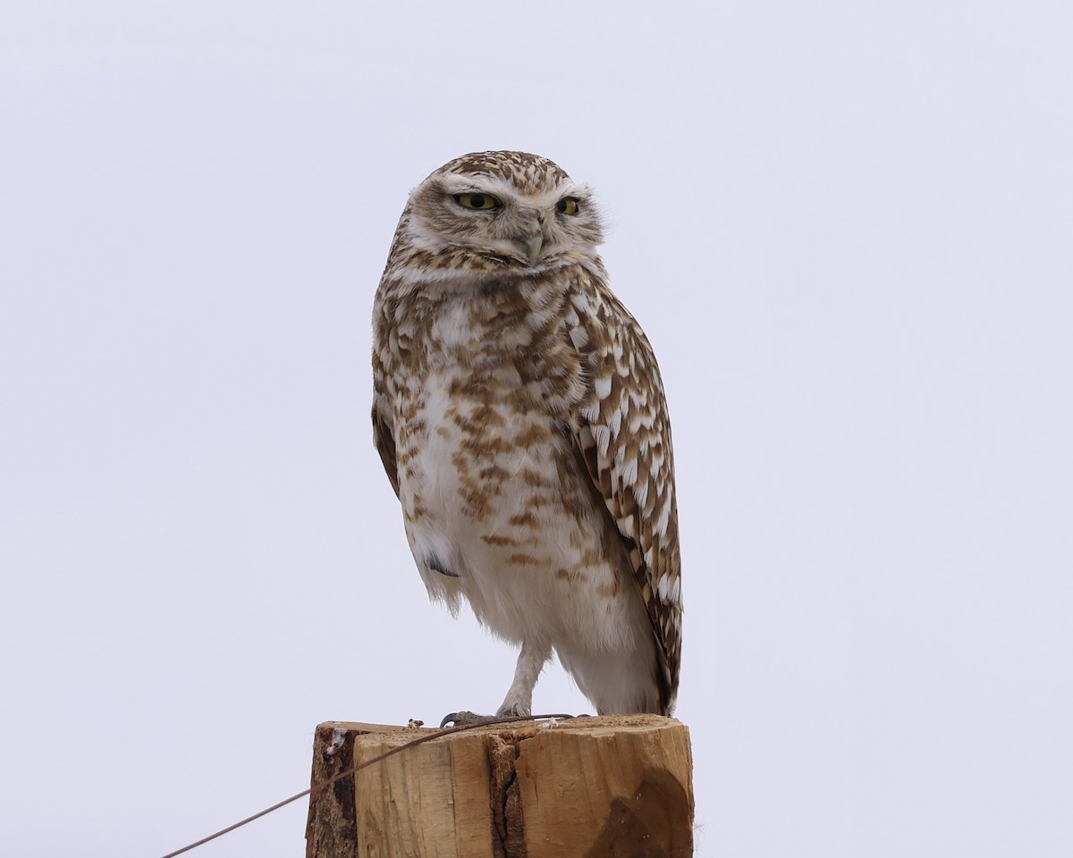 Burrowing Owl - ML645175526