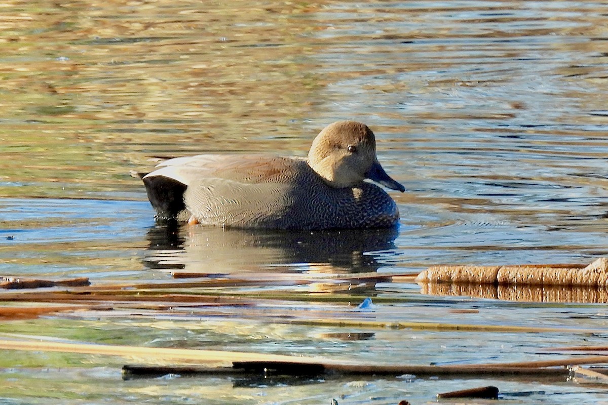 Ánade Friso - ML645175537