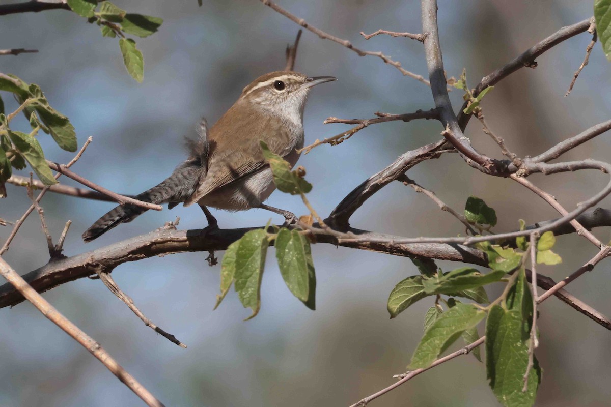 Bewick's Wren - ML645175545