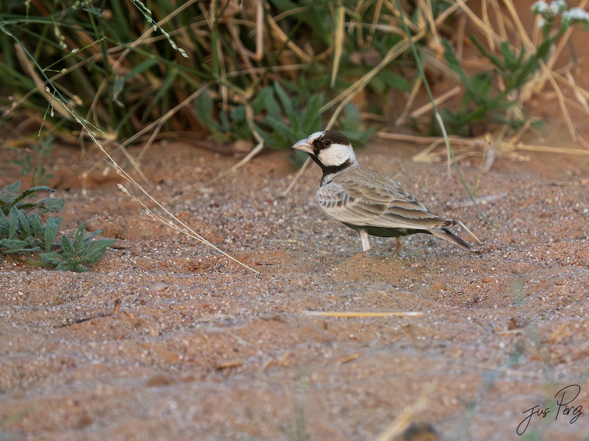 skřivan obojkový - ML645175547