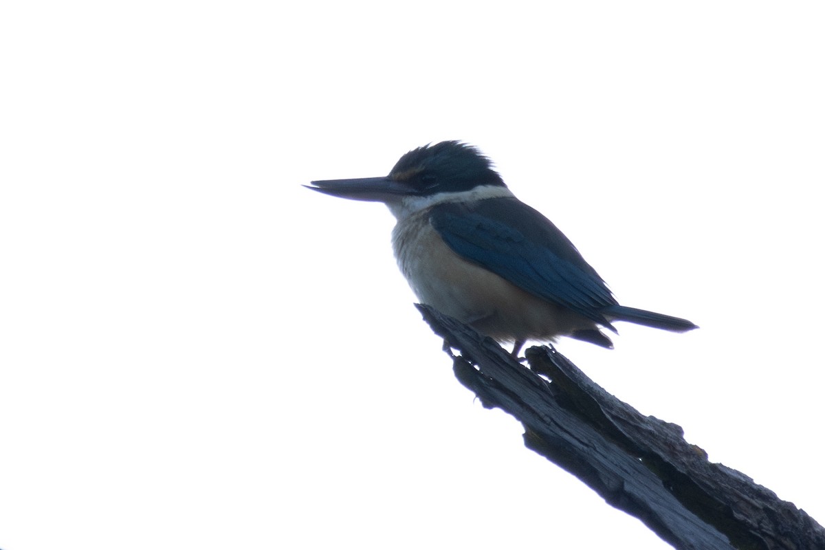 Sacred Kingfisher (Australasian) - ML645175581