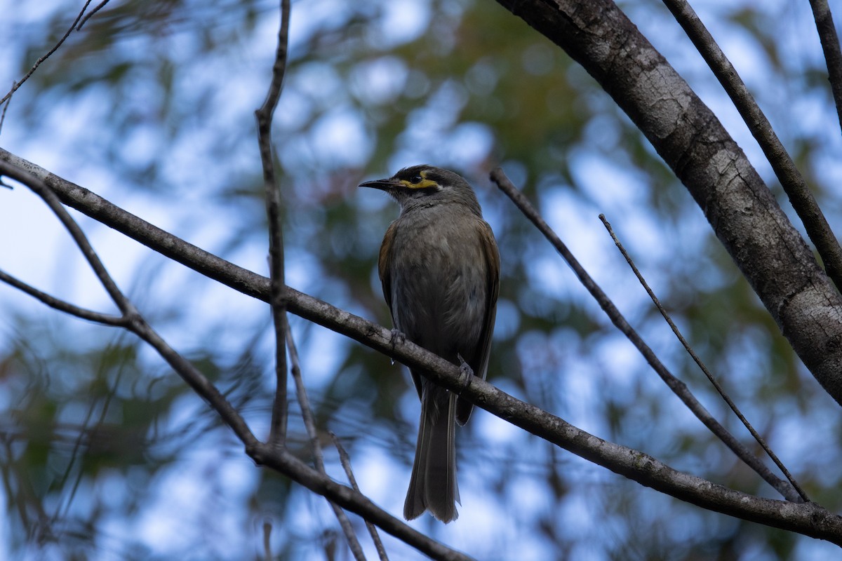 Yellow-faced Honeyeater - ML645175594