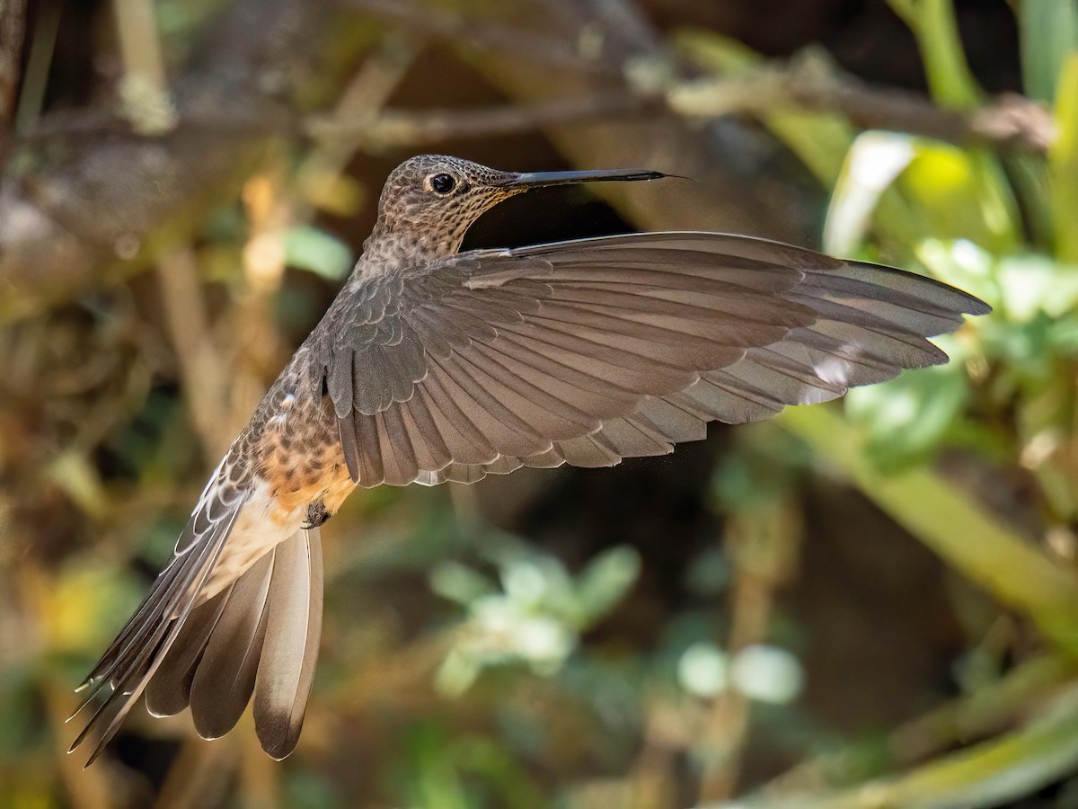 Giant Hummingbird - ML645175602
