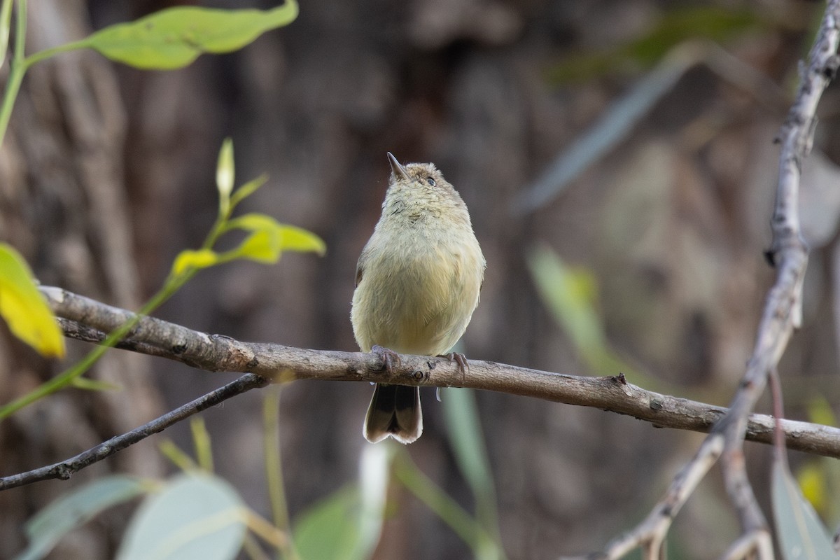 Buff-rumped Thornbill - ML645175603