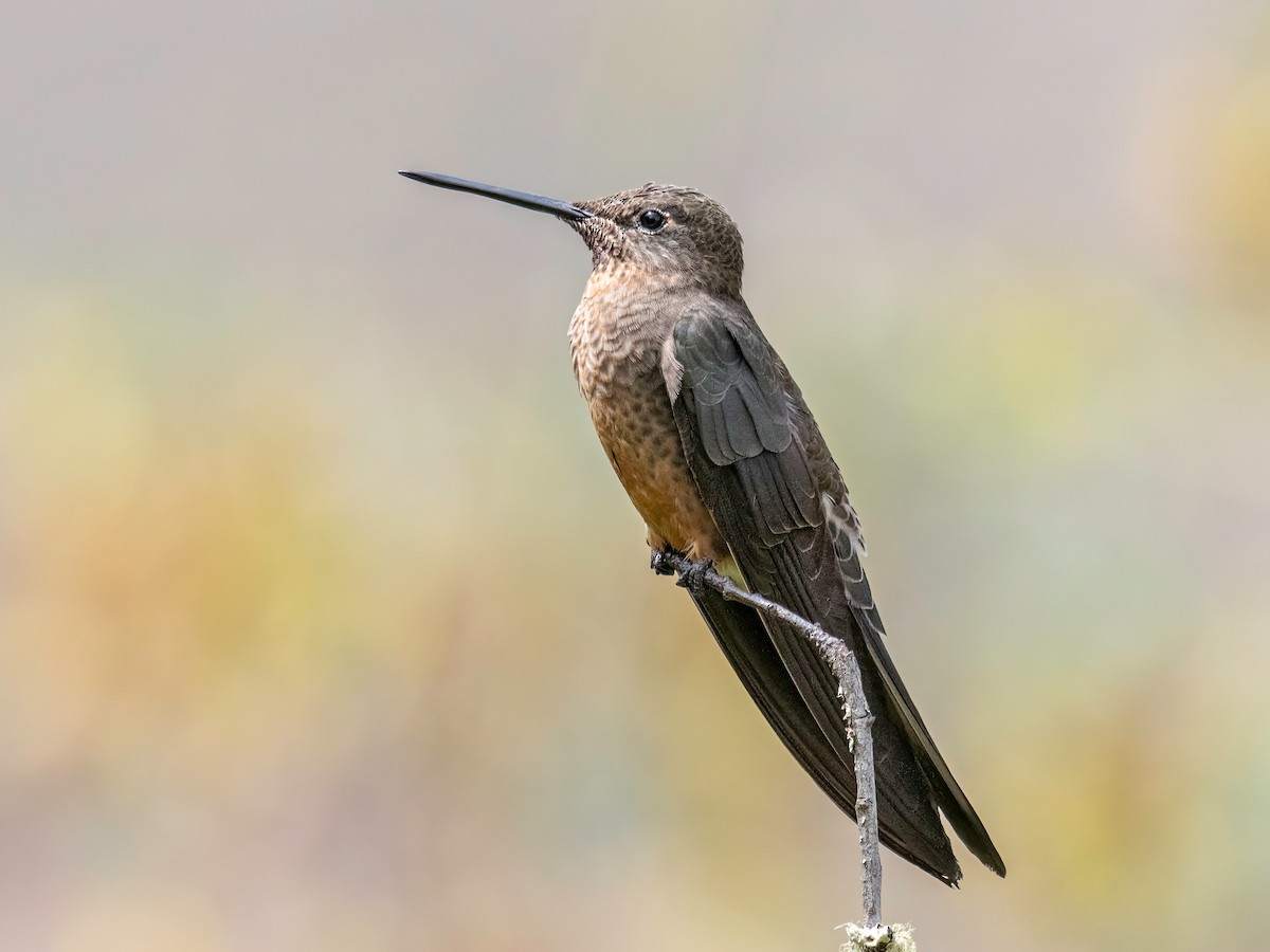 Giant Hummingbird - ML645175604