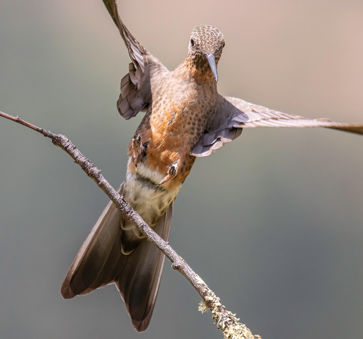 Giant Hummingbird - ML645175606