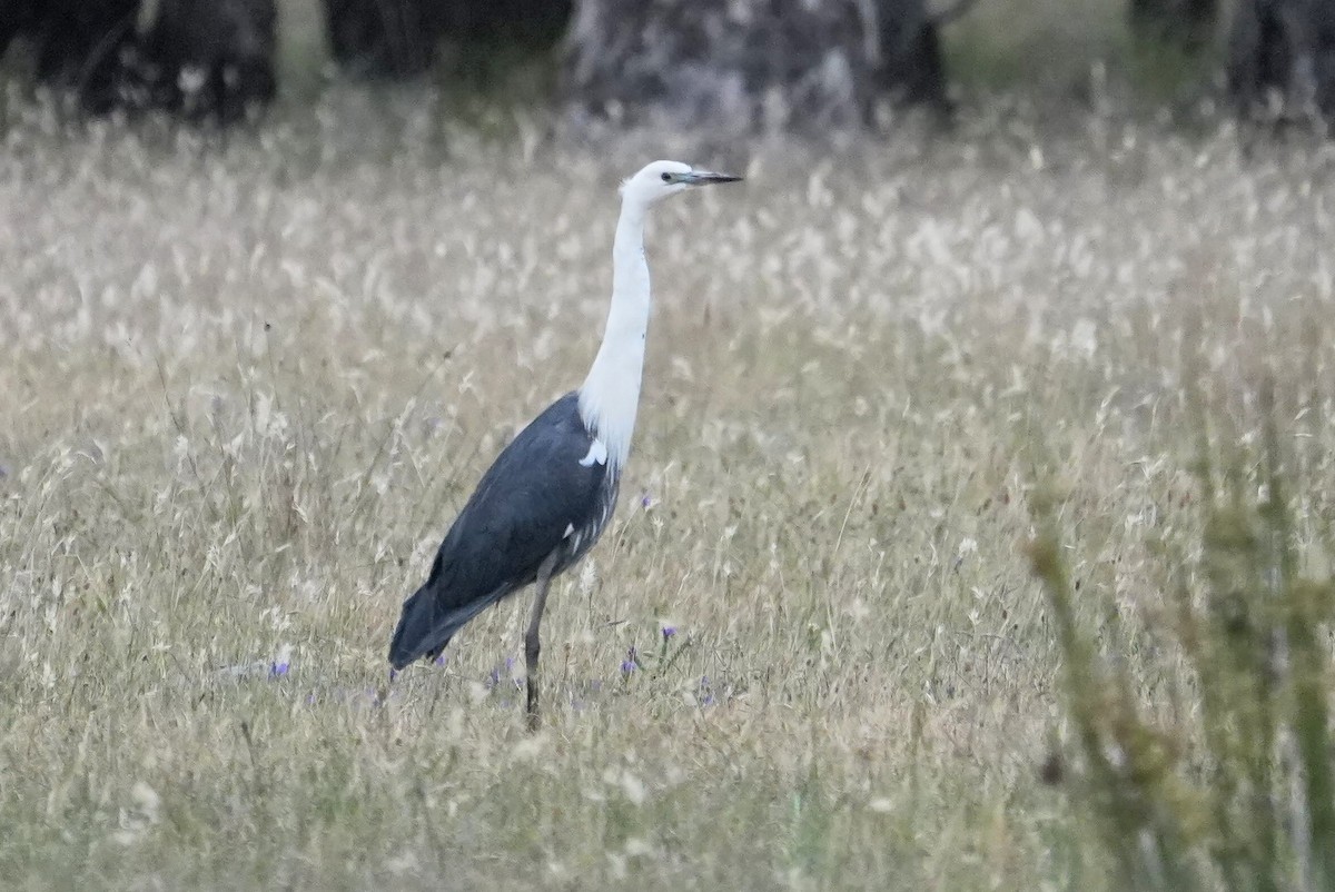 Pacific Heron - ML645175610