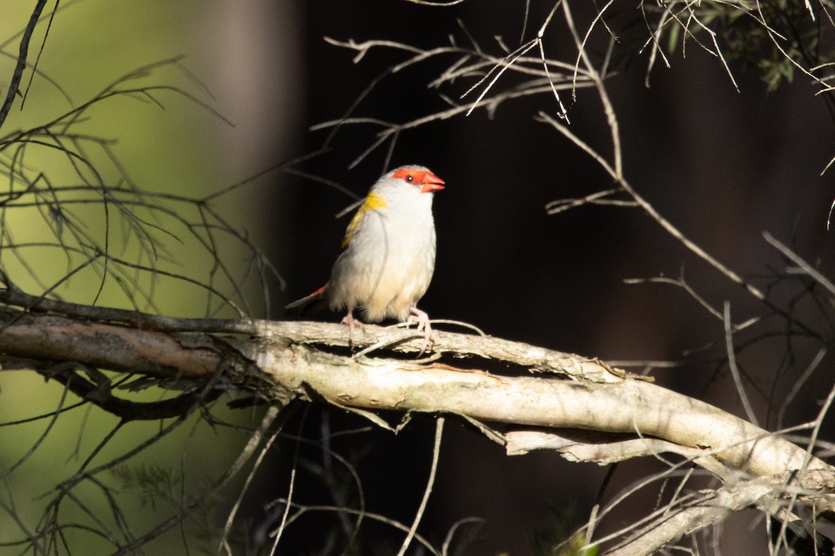 Red-browed Firetail - ML645175622