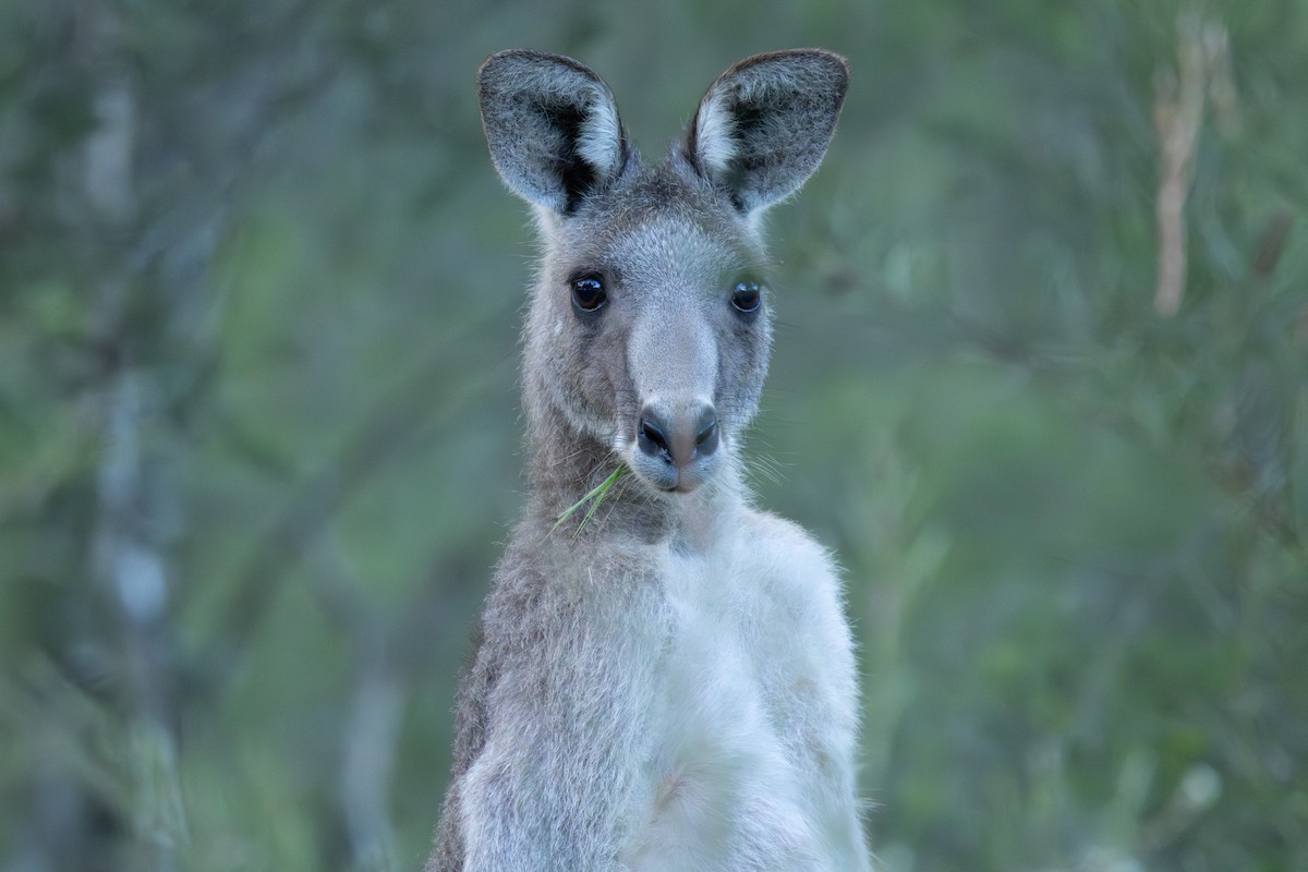 Eastern Grey Kangaroo - ML645175630