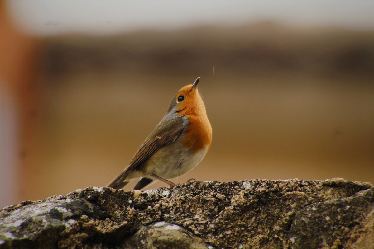 אדום חזה - ML645175632
