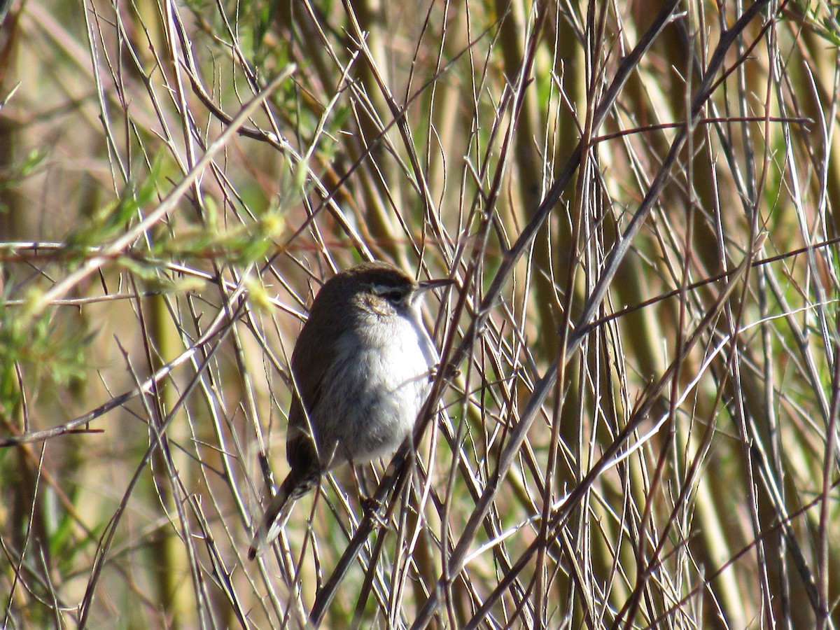 Bewick's Wren - ML645175637