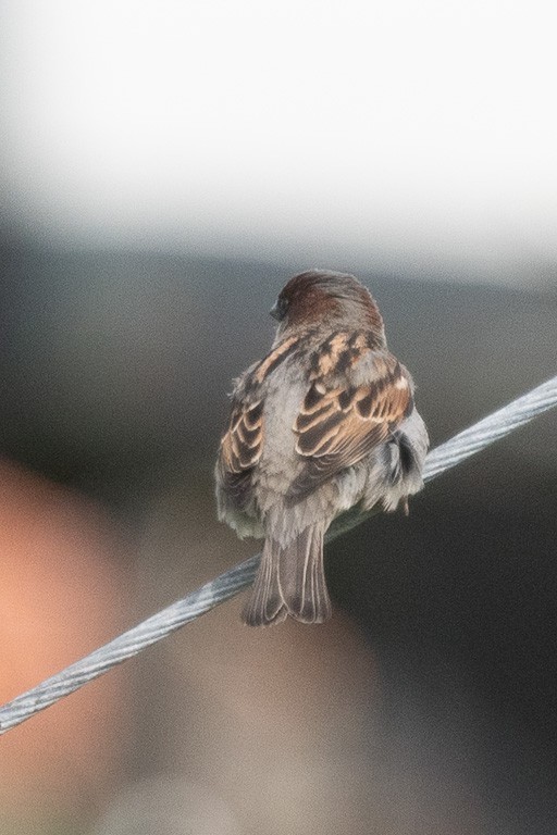 דרור הבית - ML645175657