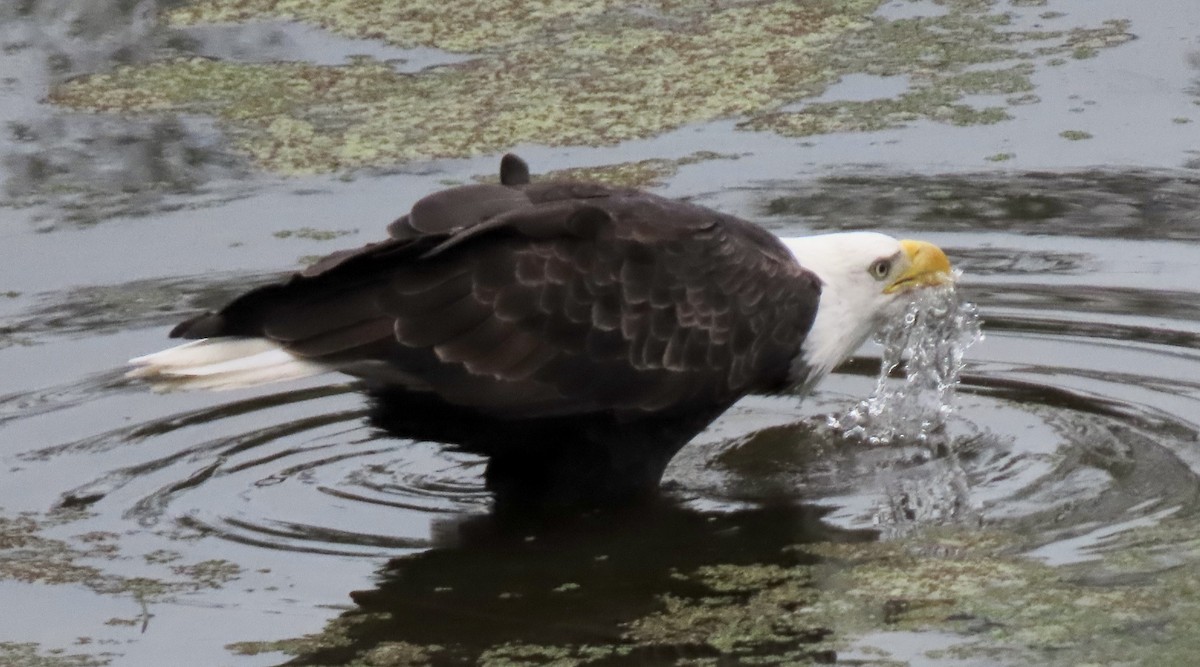 Bald Eagle - ML645175667