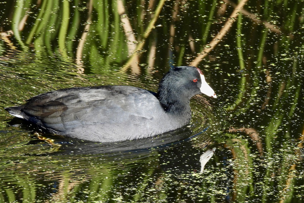 Лиска американська - ML645175675