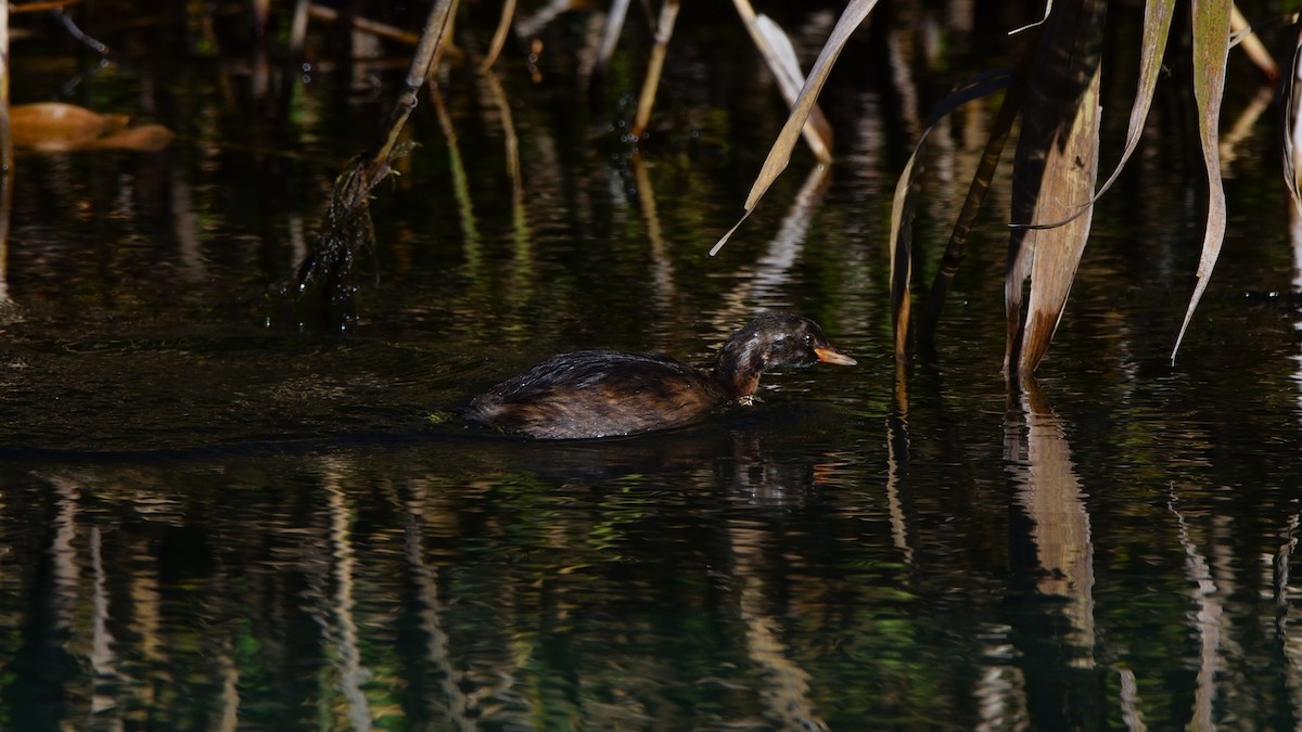 Little Grebe - ML645175676