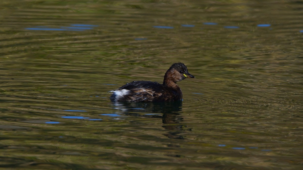 Little Grebe - ML645175685