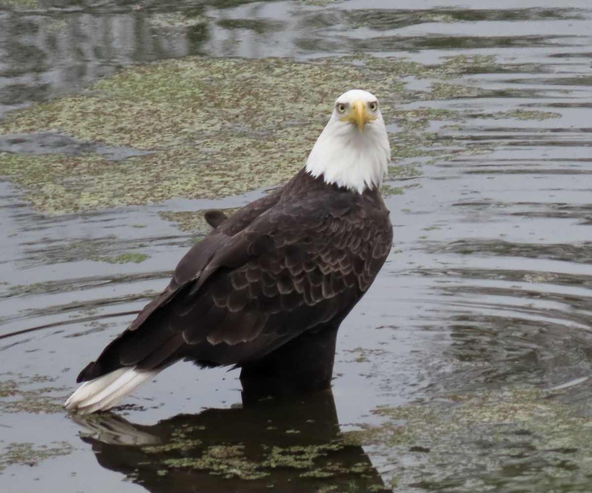 Bald Eagle - ML645175686
