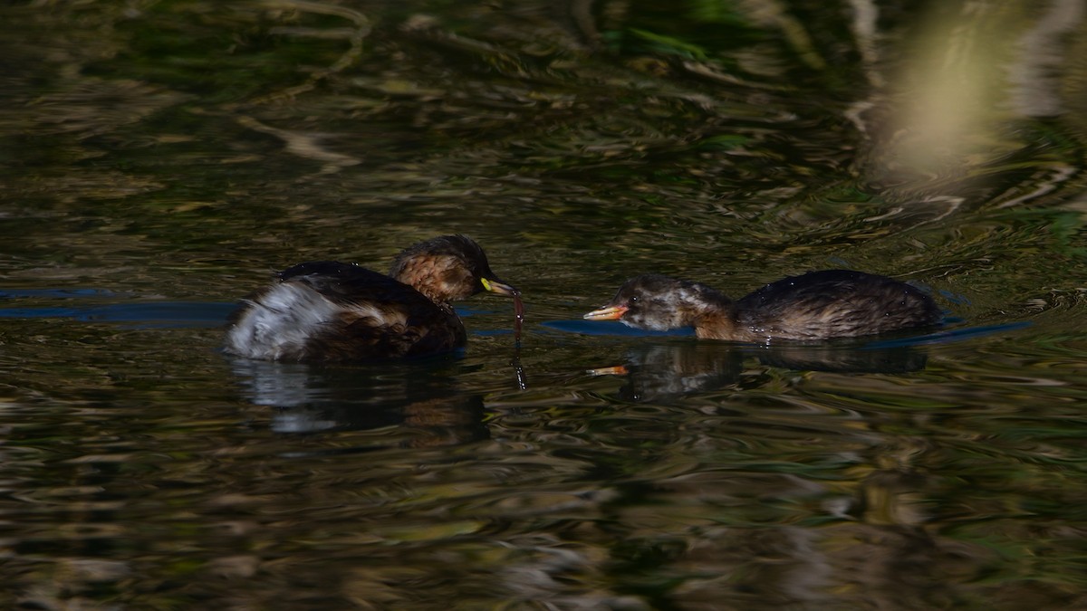 Little Grebe - ML645175700