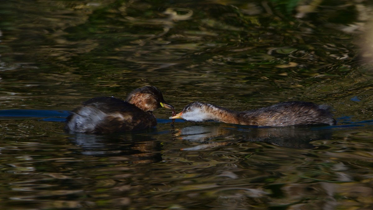 Little Grebe - ML645175707