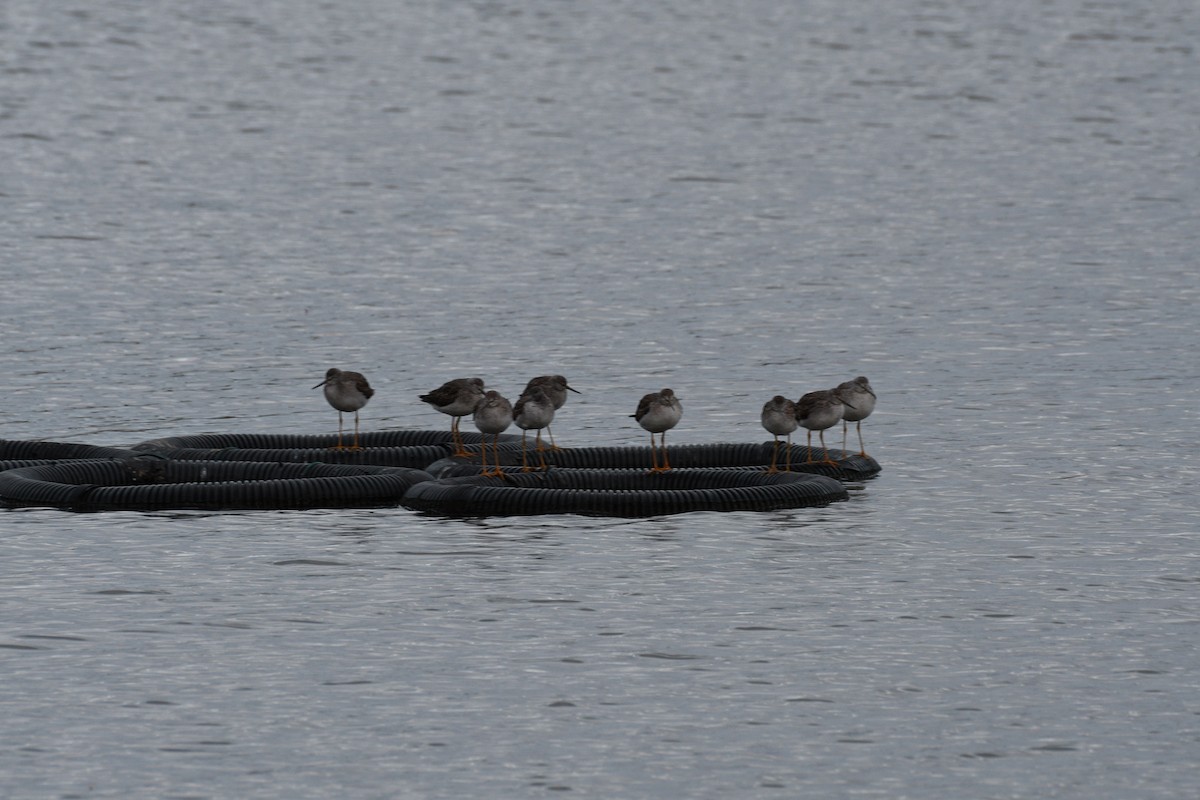 Greater Yellowlegs - ML645175711