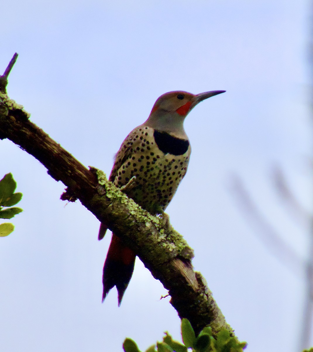 Northern Flicker - ML645175717