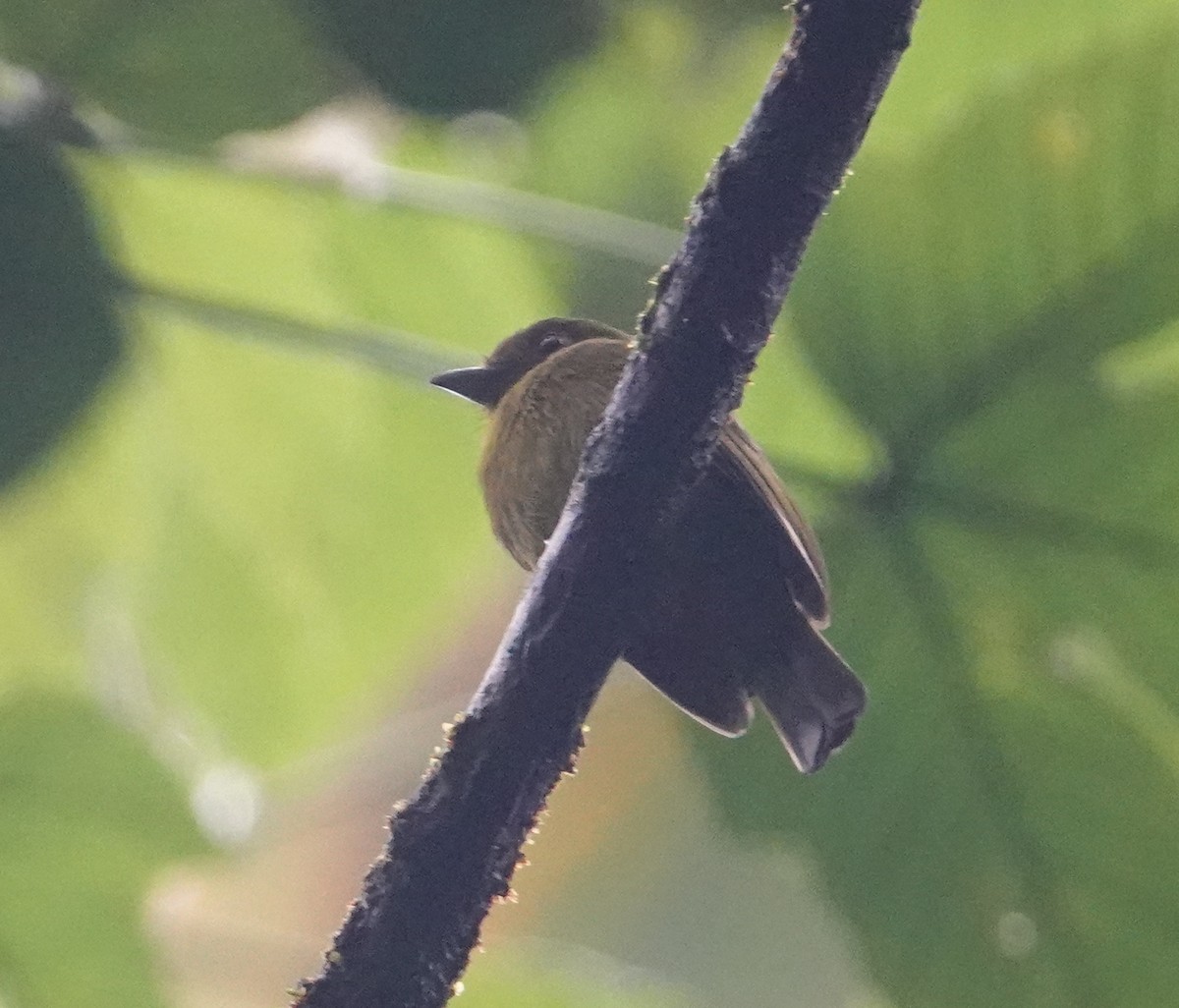 Sapayoa - ML645175719