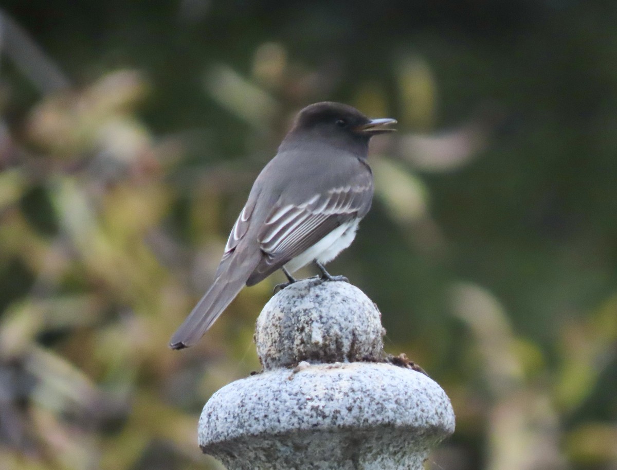 Black Phoebe - ML645175735