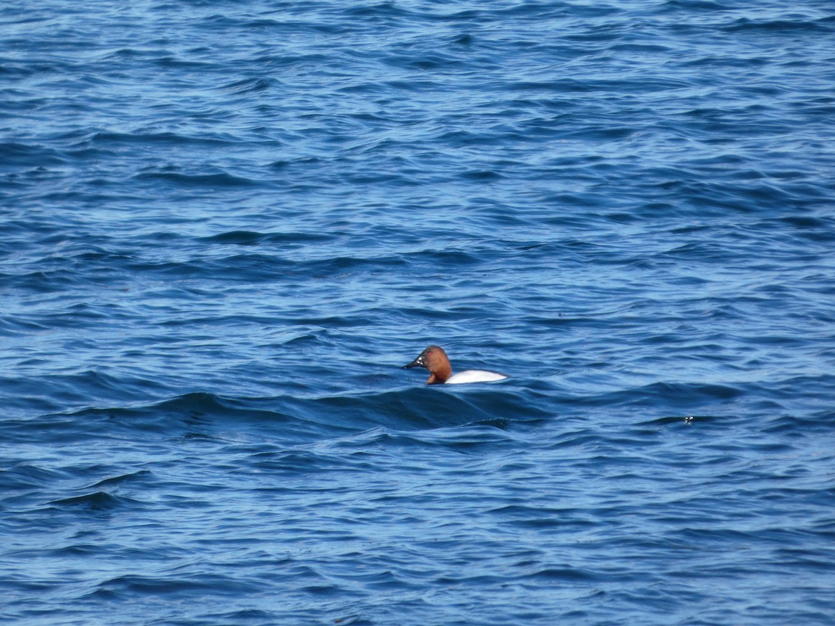 Murgilari bizkarzuria - ML645175746