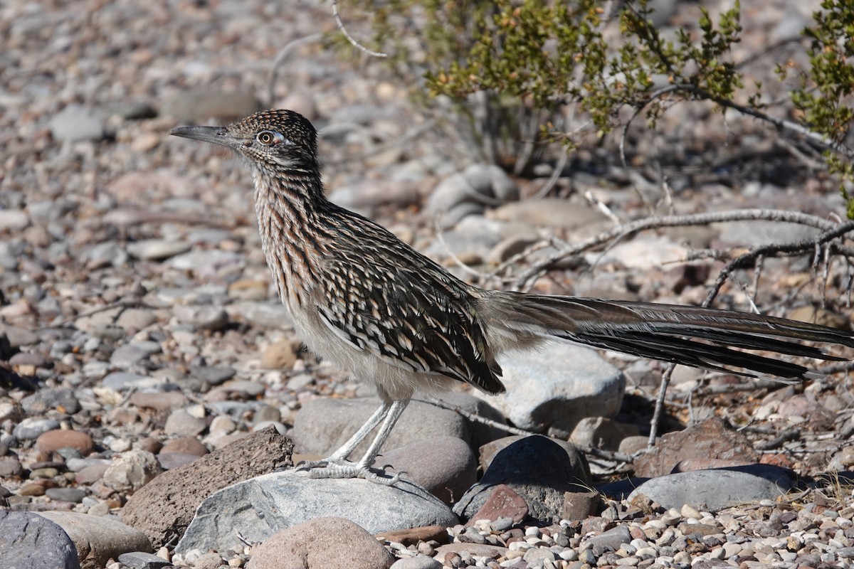 Greater Roadrunner - ML645175760