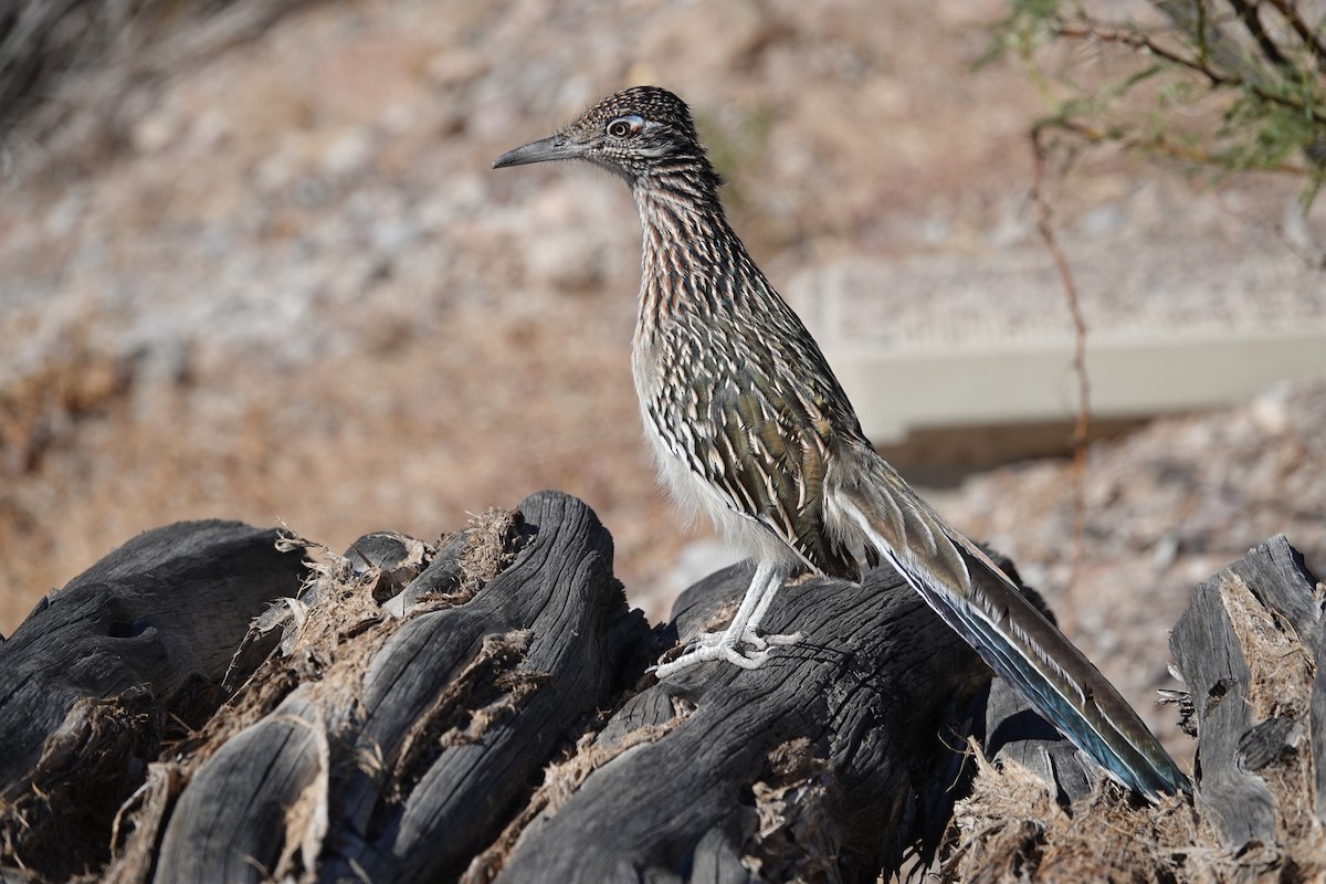 Greater Roadrunner - ML645175761