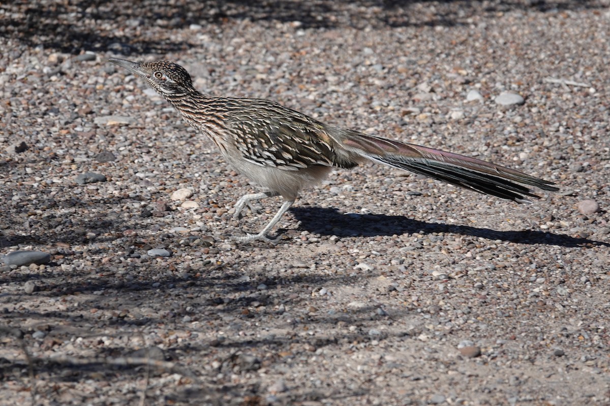 Greater Roadrunner - ML645175762