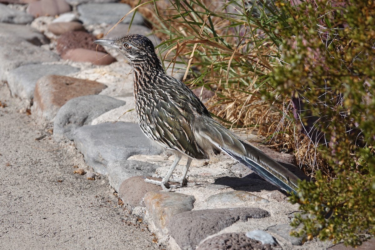 Greater Roadrunner - ML645175764