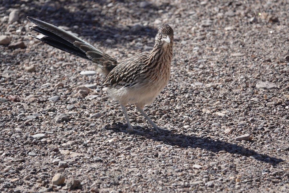 Greater Roadrunner - ML645175765