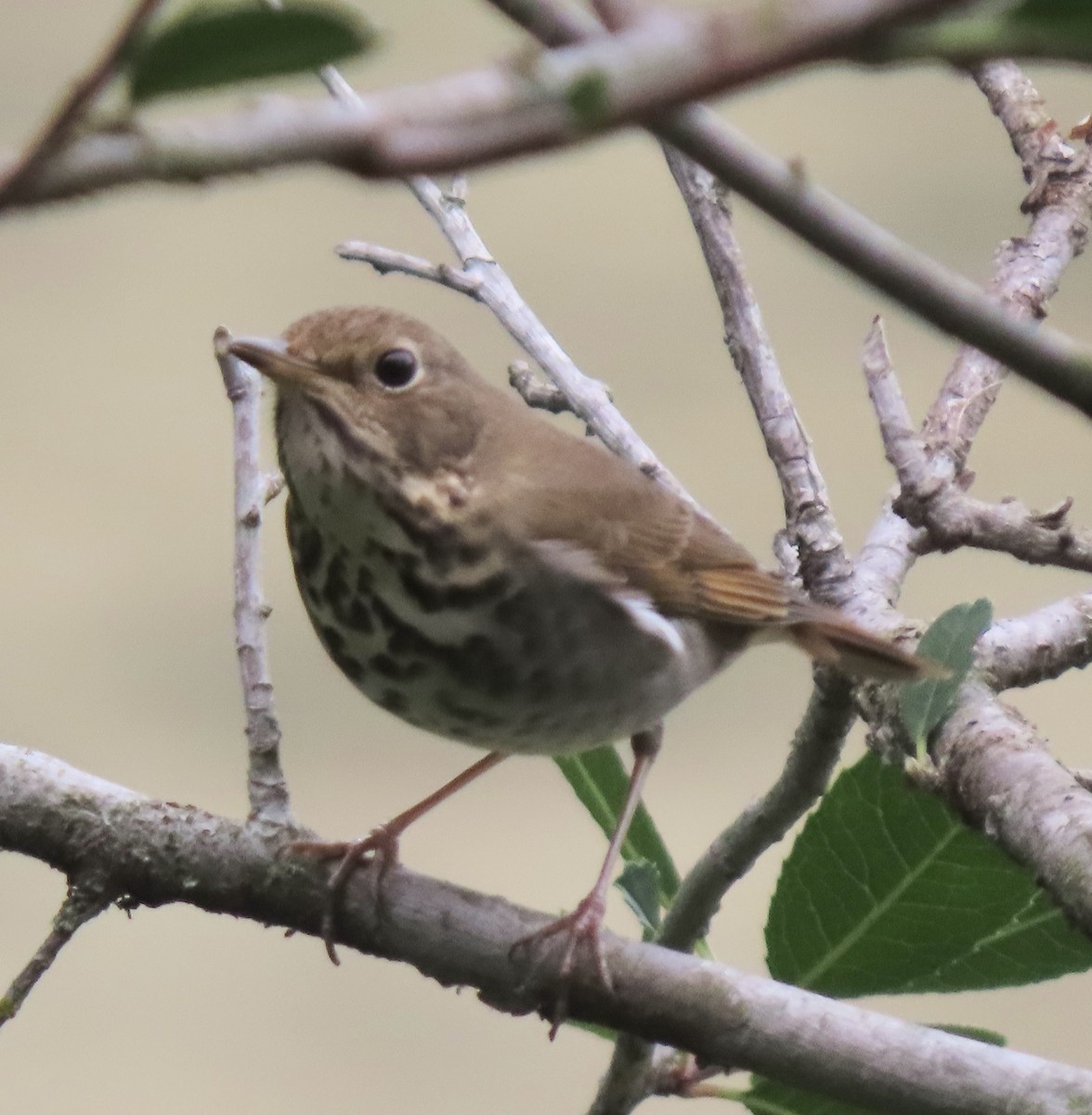 Hermit Thrush - ML645175776
