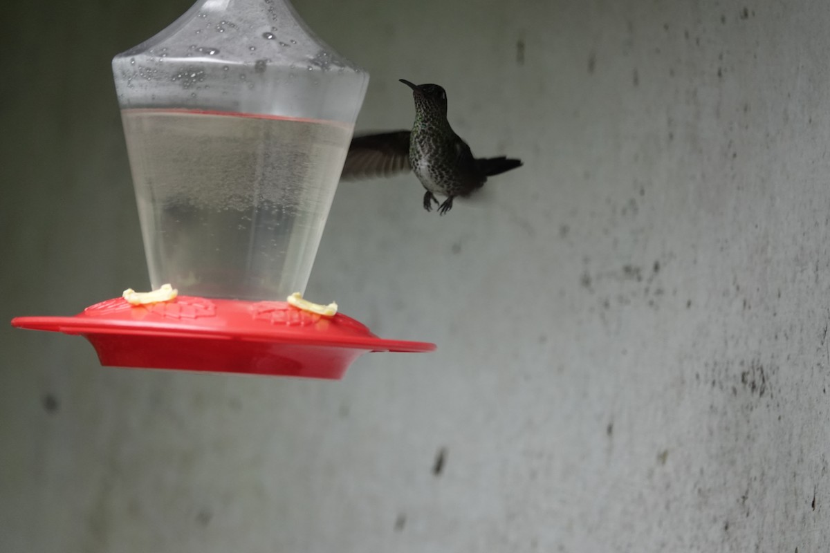 Tropfenkolibri - ML645175778