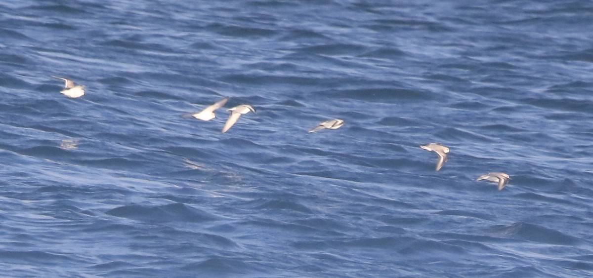 Txirri zuria - ML645175781