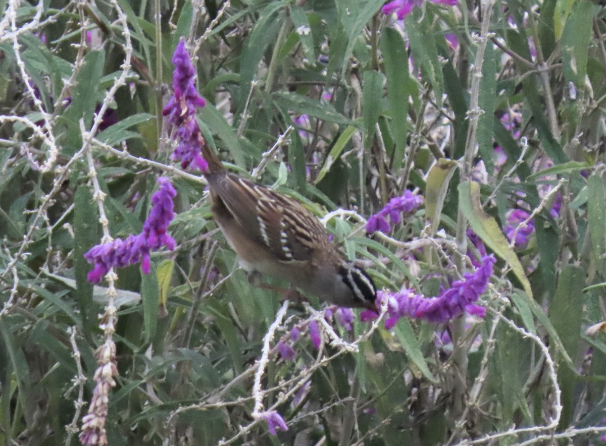 White-crowned Sparrow - ML645175798
