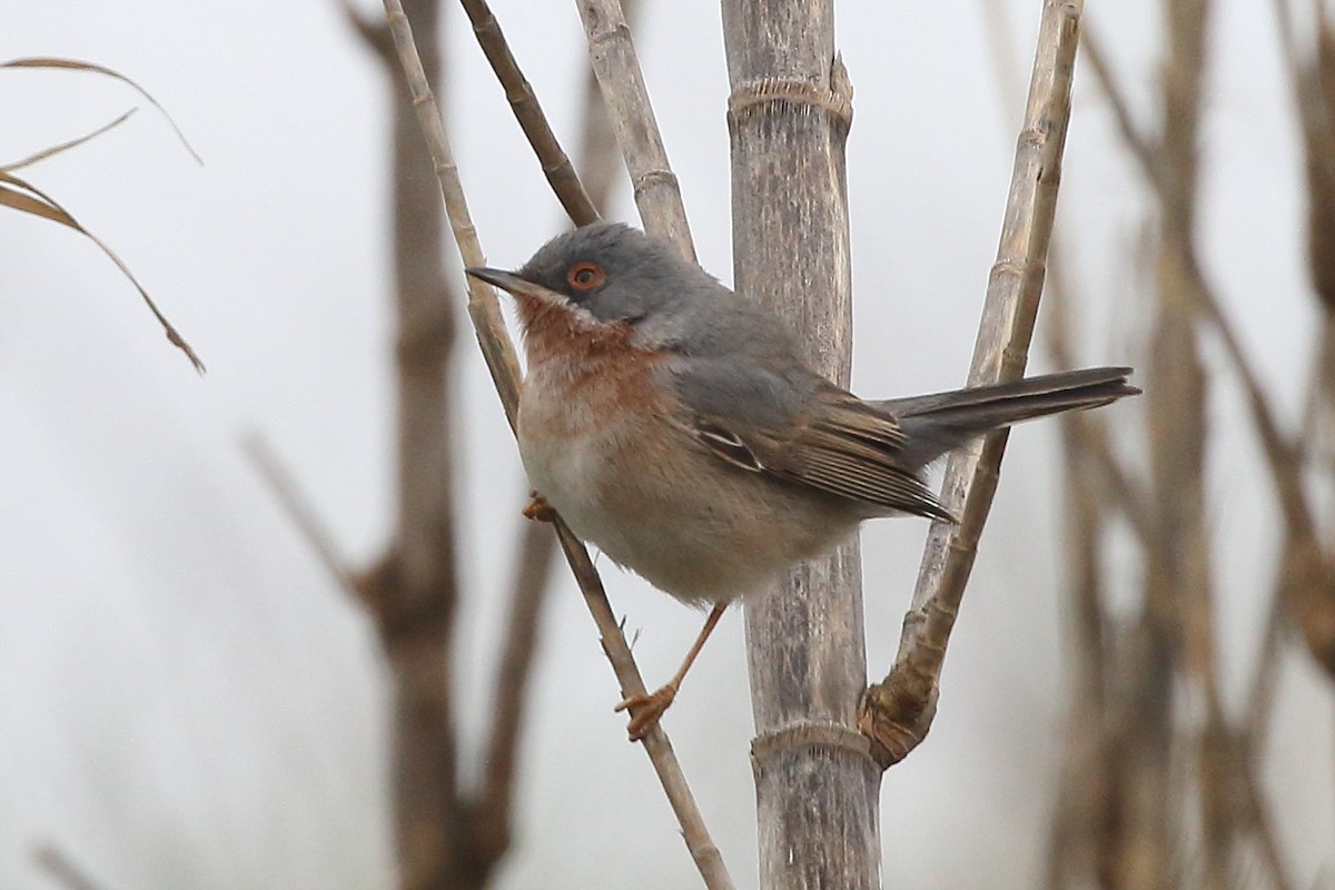 Curruca Carrasqueña Occidental - ML645175806