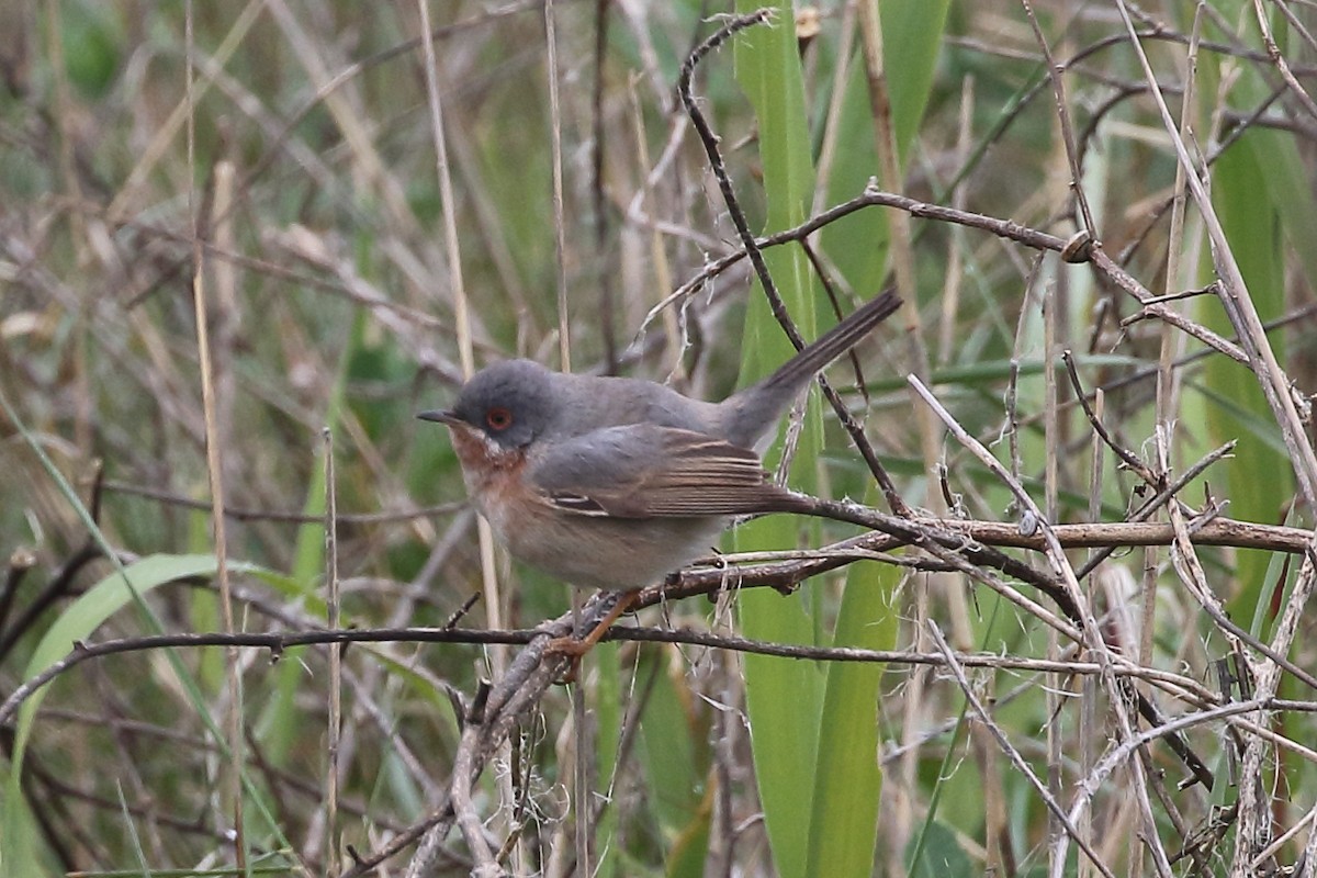 Curruca Carrasqueña Occidental - ML645175807